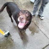 Foto de perro encontrado en Vancouver