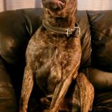 Foto de perro perdido en Saint Augustin De Desmaures