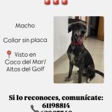 Foto de perro encontrado en Panama