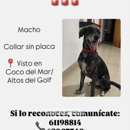 Foto 1/1 Perro encontrado Encontrado en Panama