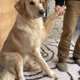 Foto de perro perdido en Saint Jean De Sauves