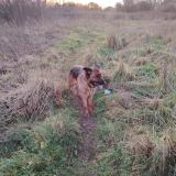 Foto de perro perdido en Graignes Mesnil Angot