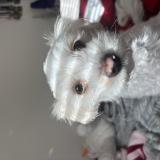 Foto de perro perdido en Salinas