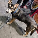 Foto de perro perdido en Concord