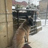 Foto de perro perdido en St Bonnet Des Bruyere