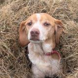 Foto de perro perdido en Hiesville