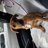 Foto de perro encontrado en Humble