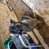 Foto de perro encontrado en Castelsarrasin