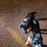 Foto de perro encontrado en Lechere