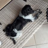 Foto de perro perdido en Evricourt