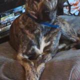 Foto de perro perdido en Salle Du Gardon