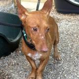 Foto de perro perdido en Bouge