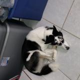 Foto de perro perdido en Morrow