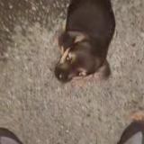 Foto de perro perdido en Bourges