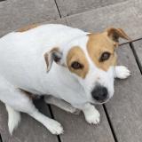 Foto de perro perdido en Carry Le Rouet