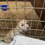 Foto de perro encontrado en Virgil