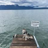 Foto de perro perdido en Livry Gargan