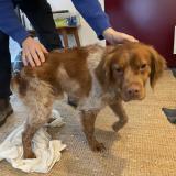 Foto de perro encontrado en Bordeaux