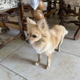 Foto de perro perdido en La Reole