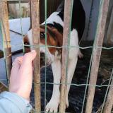 Foto de perro perdido en Saint Maurice D Ibie