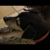 Foto de perro perdido en Joncherey