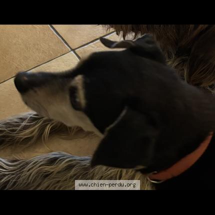 Foto 1/1 Croc Chien perdido en Joncherey