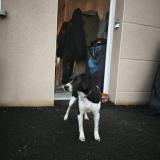 Foto de perro encontrado en Saint Jean Sur Couesnon