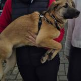 Foto de perro perdido en Halluin