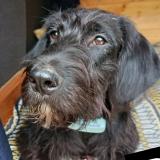 Foto de perro perdido en St Martin De Riberac