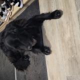 Foto de perro encontrado en Marnac