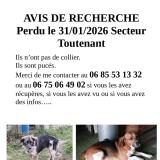 Foto de perro perdido en Toutenant