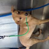 Foto de perro perdido en Houston