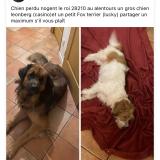 Foto de perro perdido en Brechamps