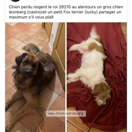 Foto 1/1 Casino lucky Chien perdido en Brechamps