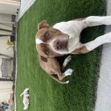 Foto de perro perdido en Ontario