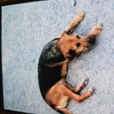 Foto de perro perdido en Saint Laurent Du Mottay