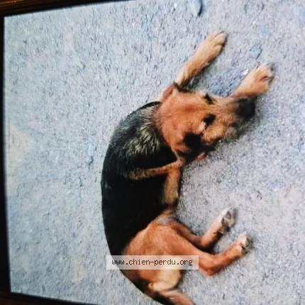 Foto 1/1 Noisette Chien perdido en Saint laurent du mottay