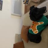 Foto de perro perdido en Bel Air Salon De Provence