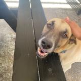 Foto de perro perdido en Santo Domingo