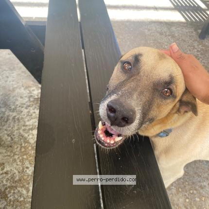 Foto 1/1 Stephany Dipres Chien perdido en Santo domingo