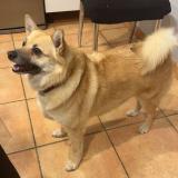 Foto de perro perdido en Avignon