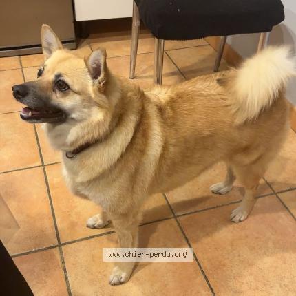 Foto de perro perdido en Avignon