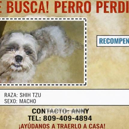 Foto 1/1 Herdido shih tzu Chien perdido en Santo domingo