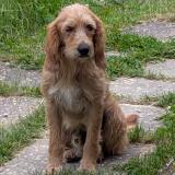 Foto de perro perdido en Villebois Les Pins