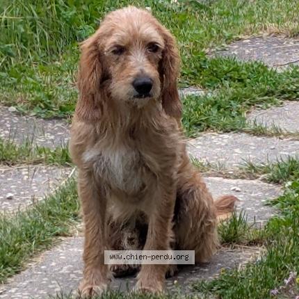 Foto 1/1 Rouky Chien perdido en Villebois les pins