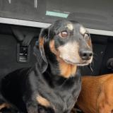 Foto de perro perdido en Puerto Maldonado Madre De Dios