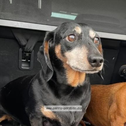 Foto 1/1 JACK Chien perdido en Puerto maldonado madre de dios