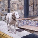 Foto de perro perdido en El Raso Candeleda