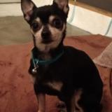 Foto de perro perdido en Saint Leu La Foret