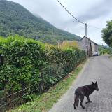 Foto de perro perdido en Bonac Irazein